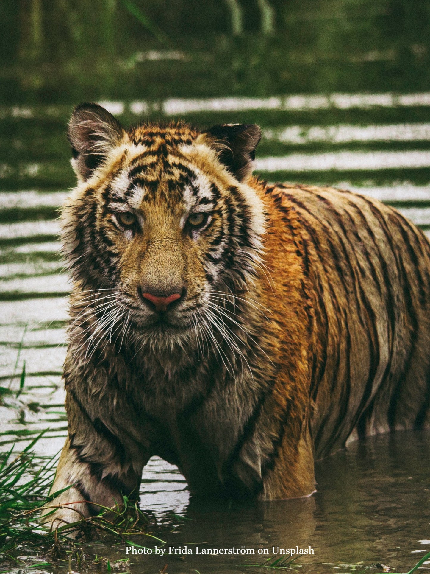"Royal Bengal Tiger Print", Plain Journal, Handmade From Water Hyacinth